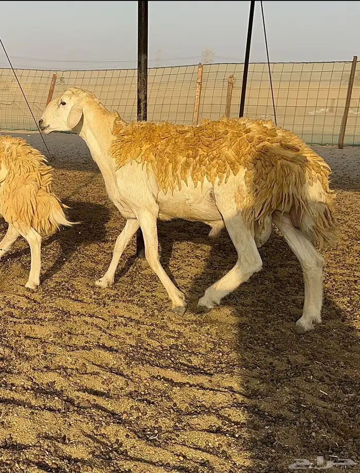 رخال حرية حرش درجة اولى 1