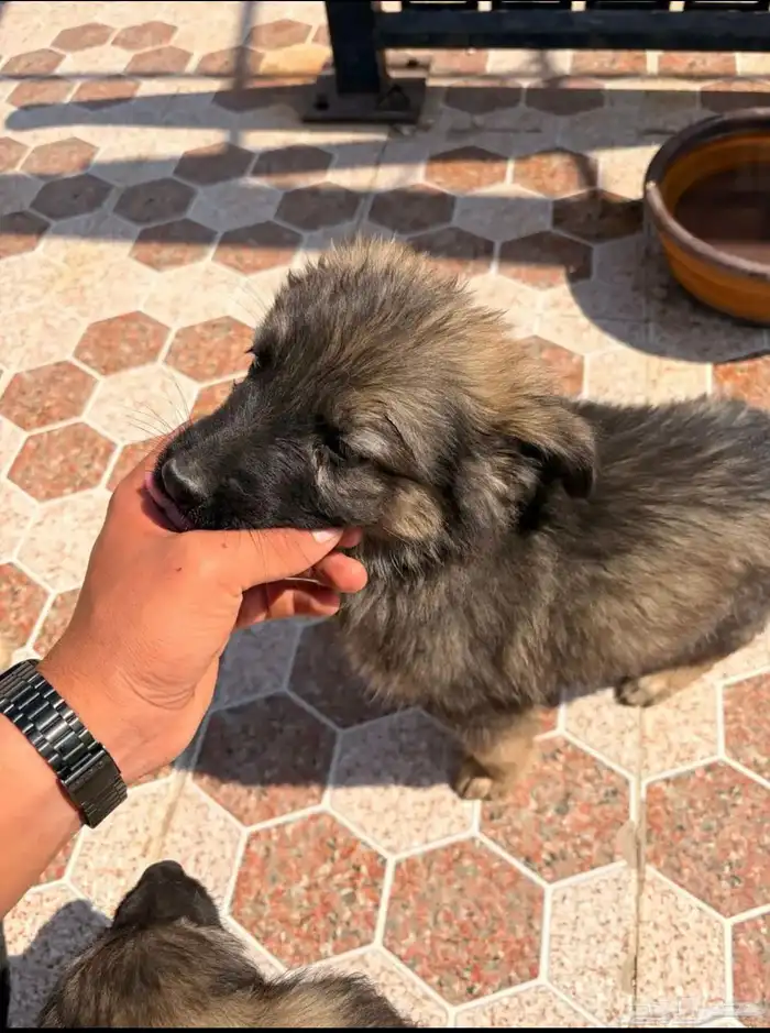 جراء جيرمن شيبرد سيبل بيور 7