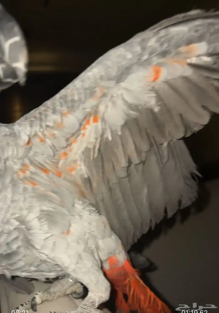 ببغاء كاسكو افريقي طفرة حمرا 1