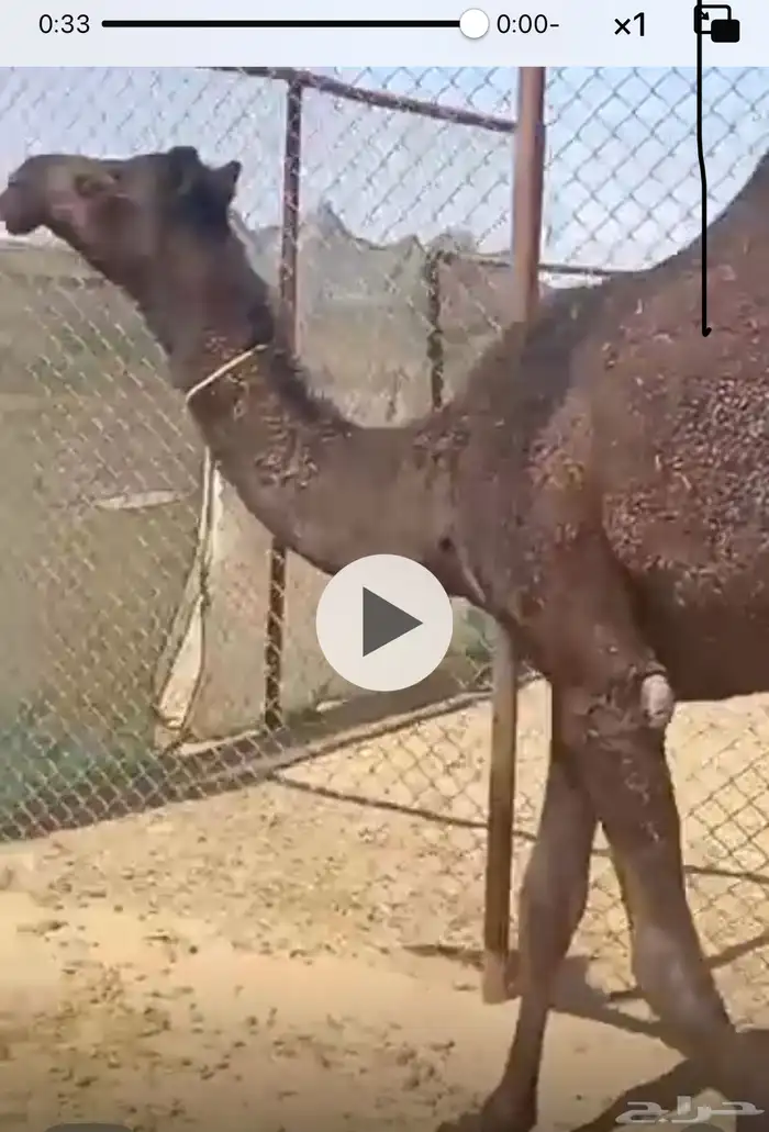 بكره مفروده للبيع 0