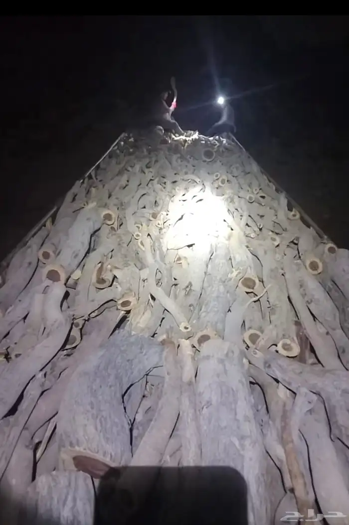 فحم حطب مستورد المدينه سمر جنوب أفريقيا تحميل تريلا فقط 0