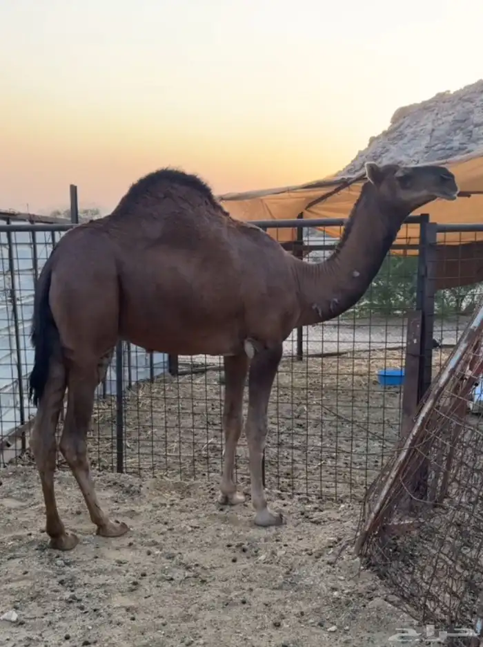 قعود احمر دم مشروع فحل 1