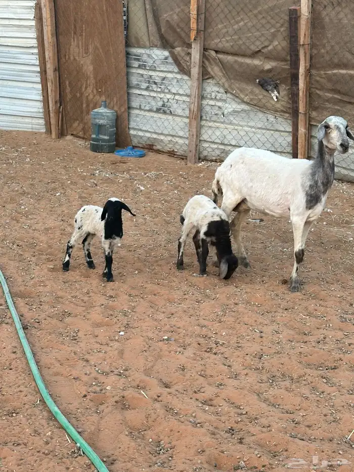 حرية رباع تم البيع 0