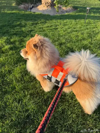 كلب تشاو تشاو index