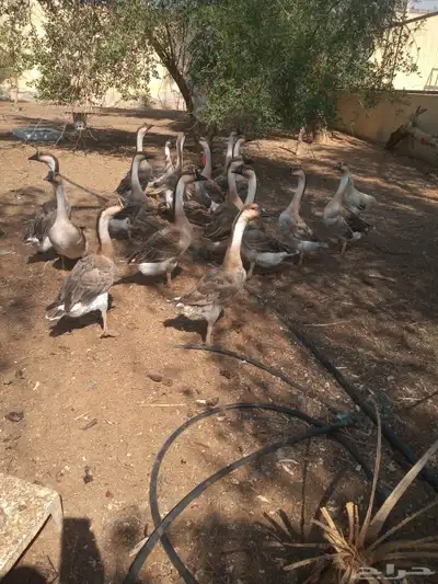 وز عراقي بيور دم صافي index