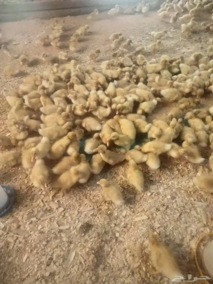 صوص بكيني للبيع 1