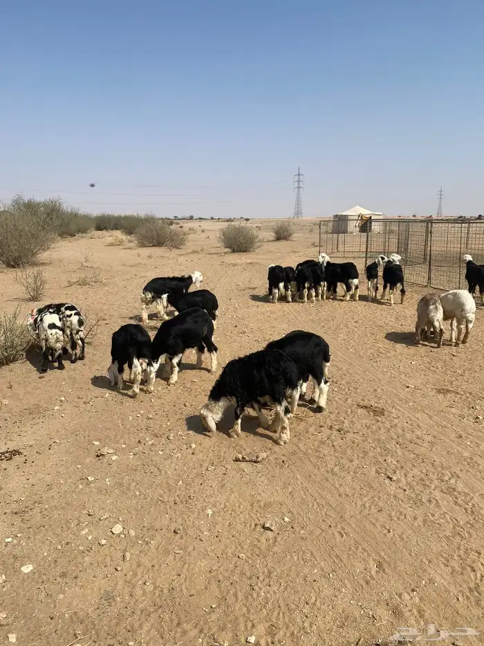 طليان نجد (( تم البيع )) 2