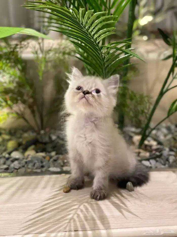 قطه همالايا 0