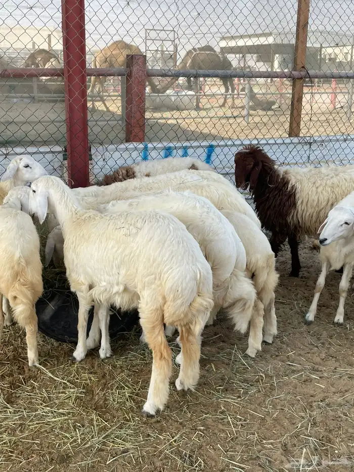 نعيمي او حري تمارا مع الذبح والتوصيل 0