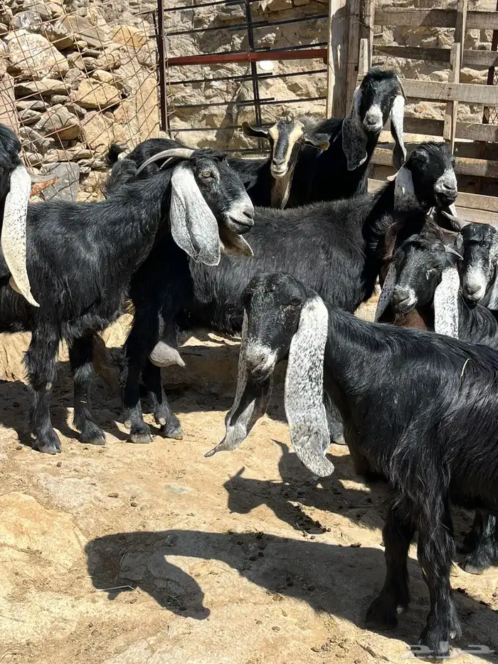 معزاء عوارض للبيع 0