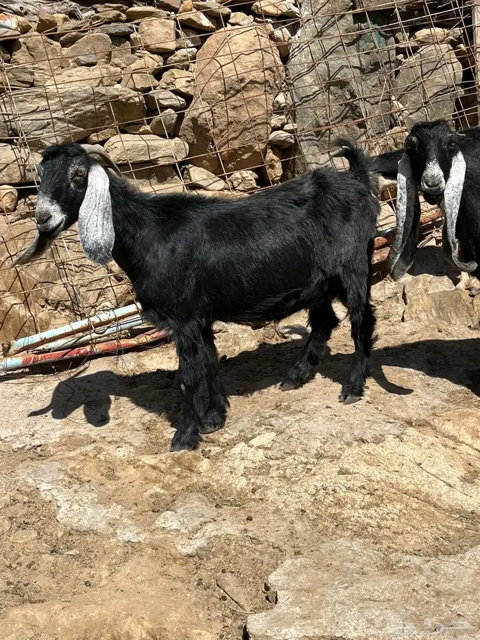 معزاء عوارض للبيع 3