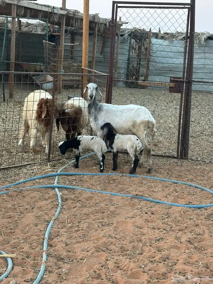 حرية رباع تم البيع 2