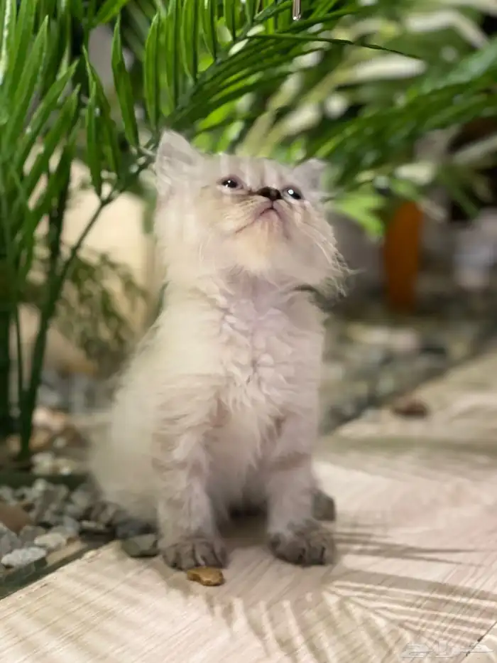 قطه همالايا 1