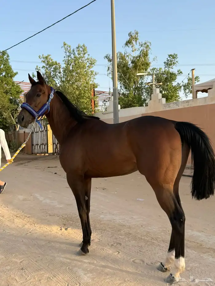 فرس سباق سرعه ثوربريد 2