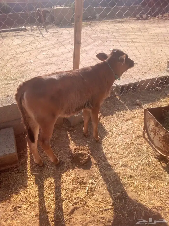 بقر للبيع 0