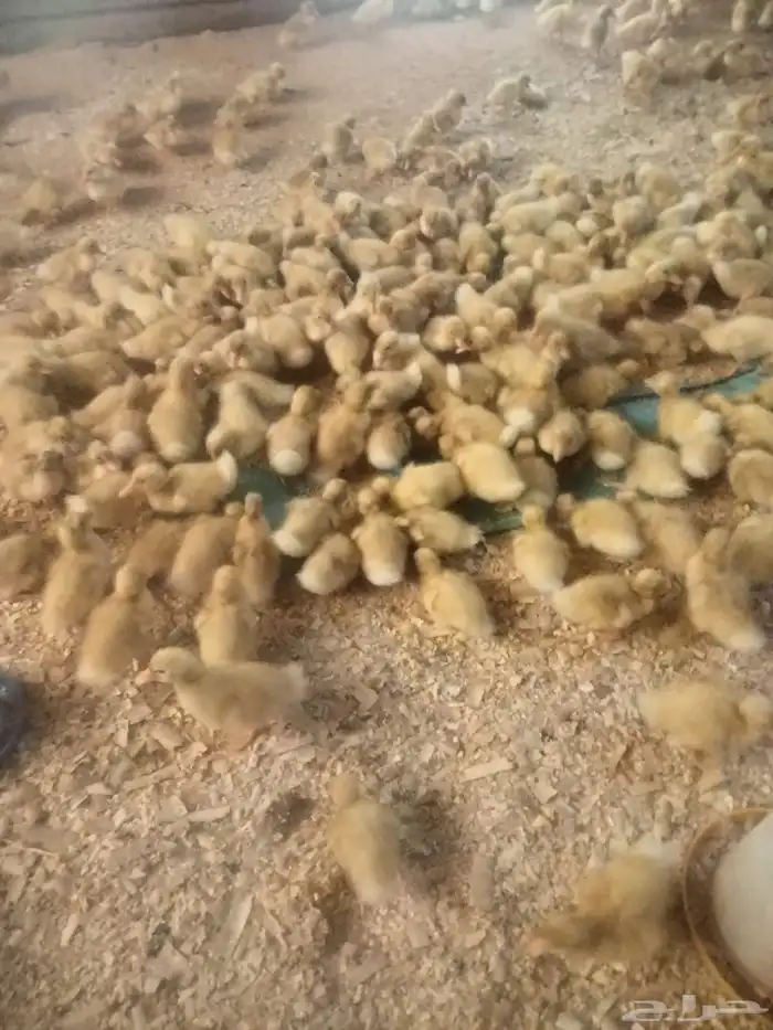 صوص بكيني للبيع 0