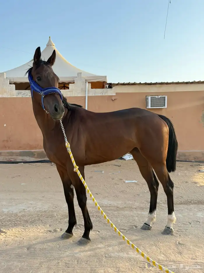 فرس سباق سرعه ثوربريد 3