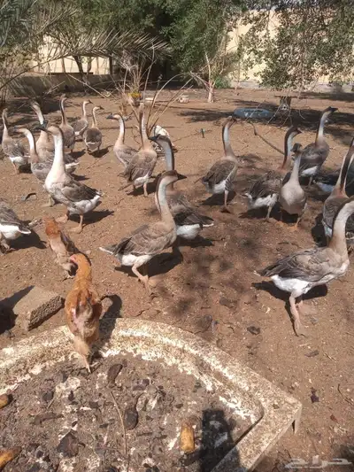 وز عراقي بيور دم صافي index