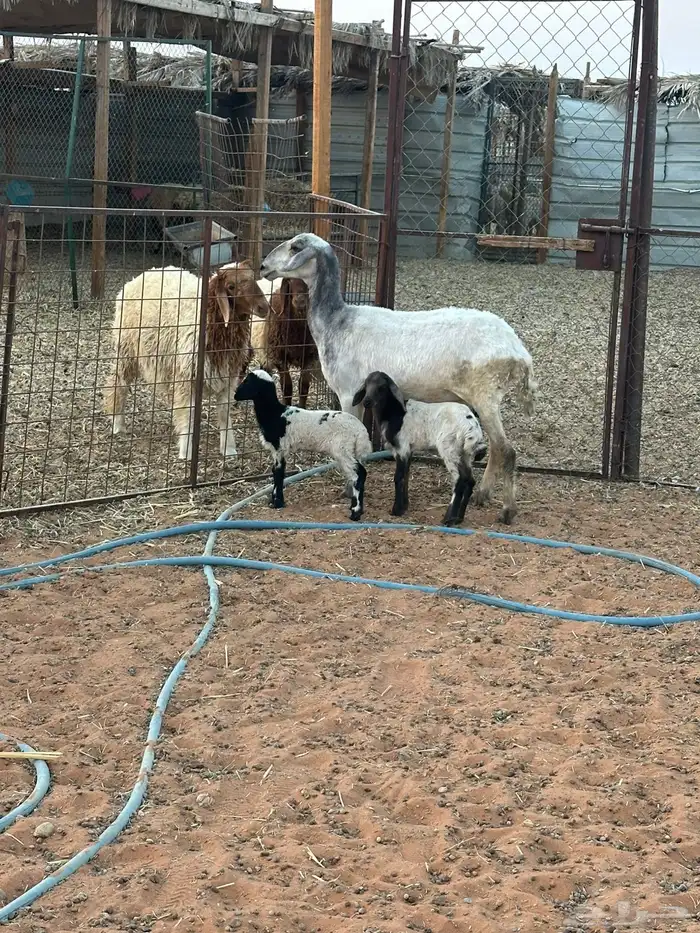 حرية رباع تم البيع 1