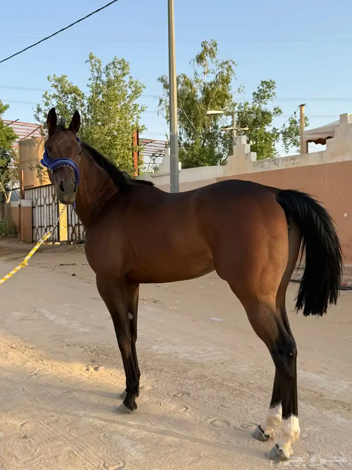 فرس سباق سرعه ثوربريد 1