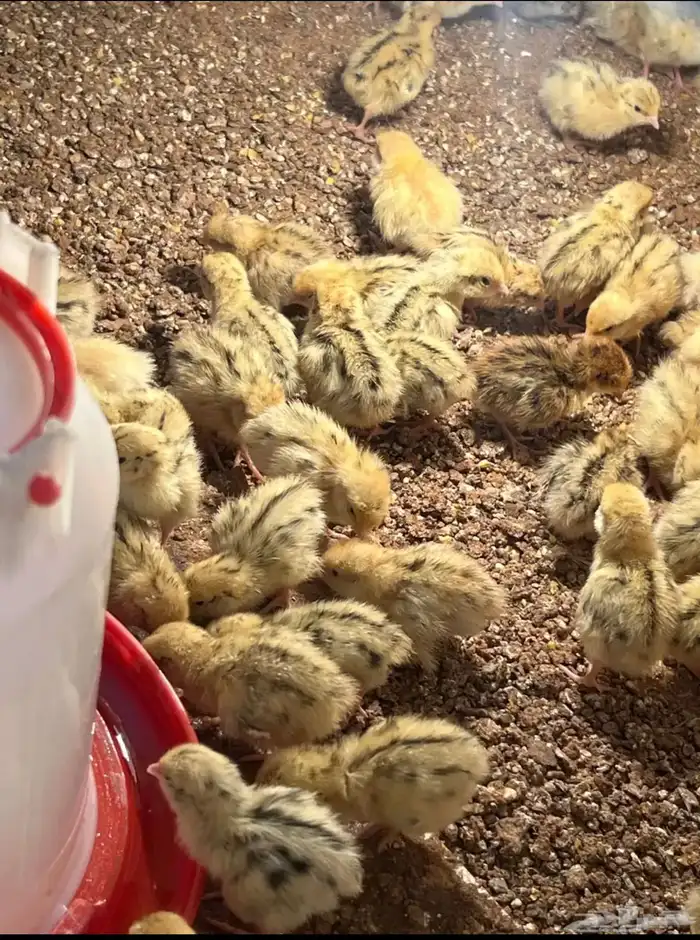 صوص سمان او فري 0