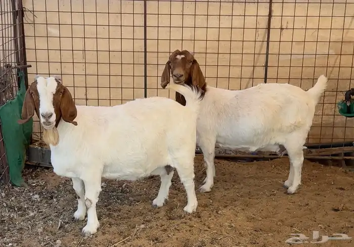 جفره وتيس بورقوت ( بيور اصل ) 5