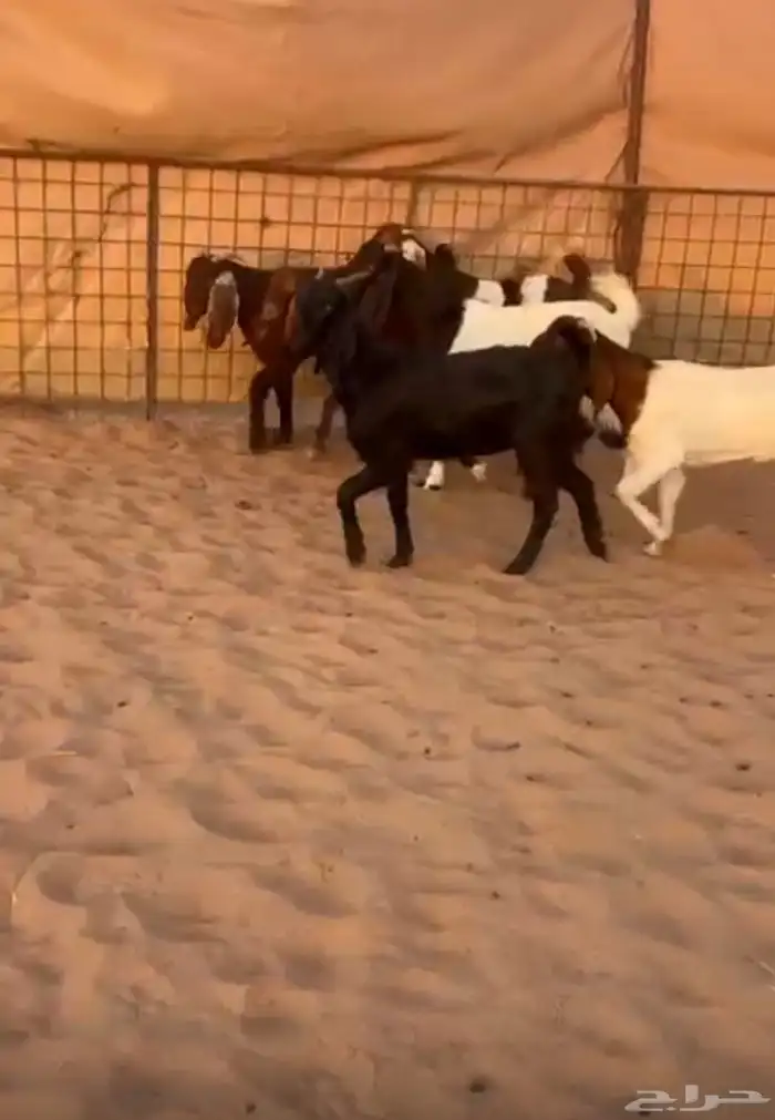 جفار طيبه هجين بورقيت قبرصي 0