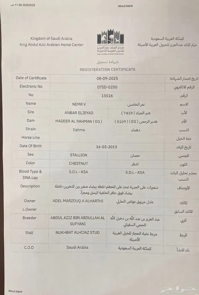 بيع سمح حصان فاخر فحل مربط مصري بيور 8