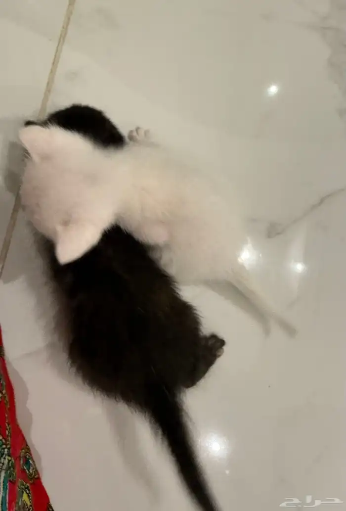 قطط تبني عمر أسبوعين بحاجة لأم مرضعة 0