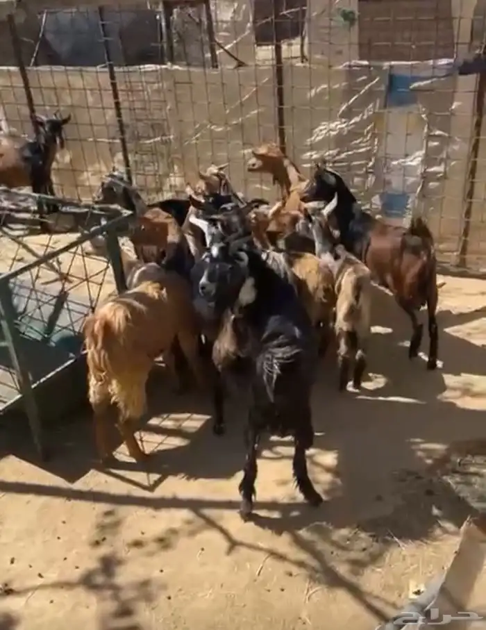 تيوس بلدي مراح واحد العدد16 0