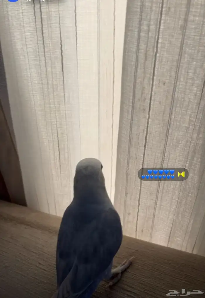 عصفور روز مربي اسمه كوكي عمره سنه 2