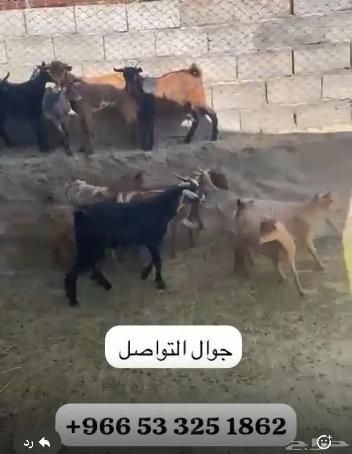 تيوس بلدي مراح واحد العدد16 2