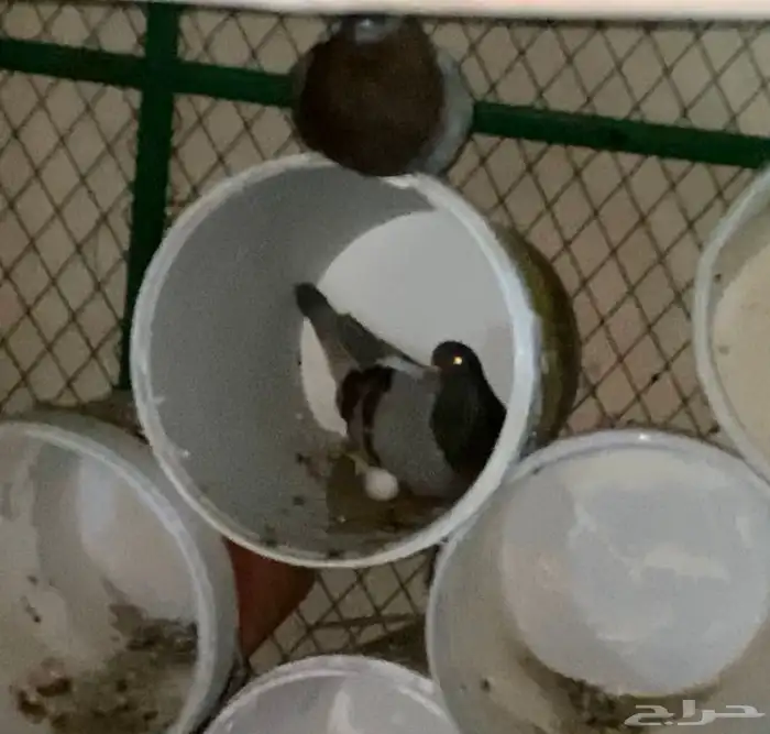 حمام كنق و سلفر 3