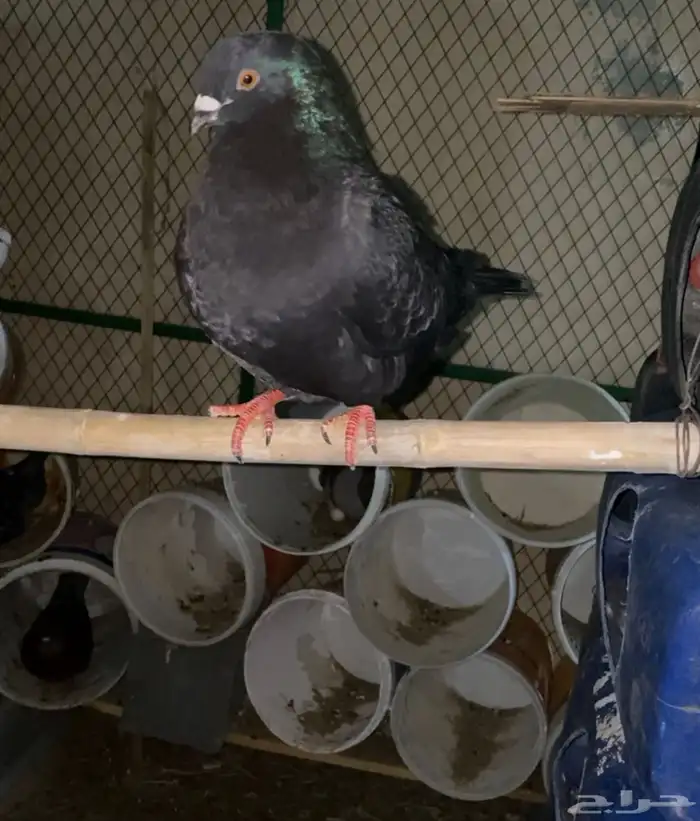 حمام كنق و سلفر 1