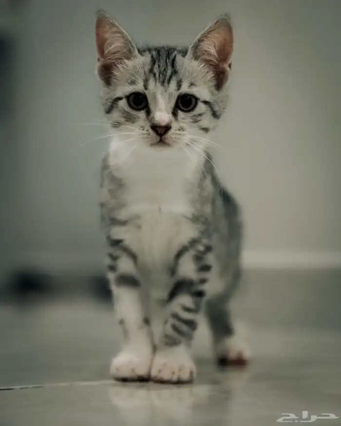 عدسات تصوير بحالة ممتازة وفلاش Godox V1C 31