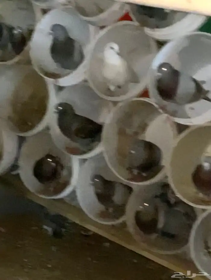 حمام كنق و سلفر 2