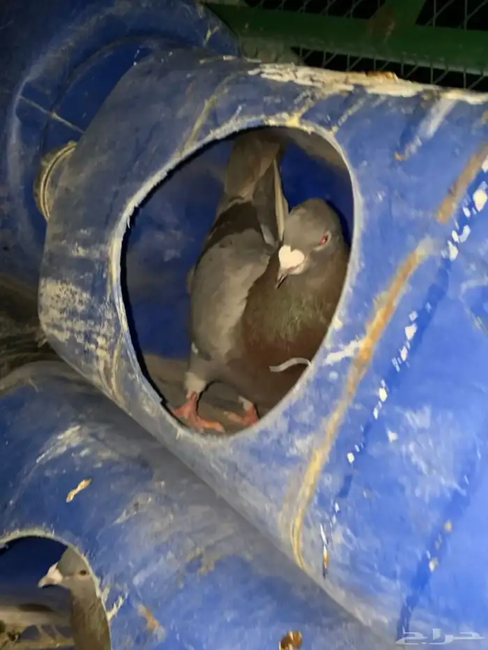 حمام كنق و سلفر 4