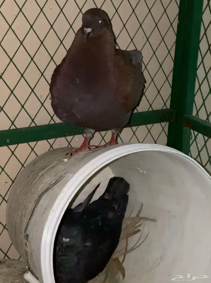 حمام كنق و سلفر 0