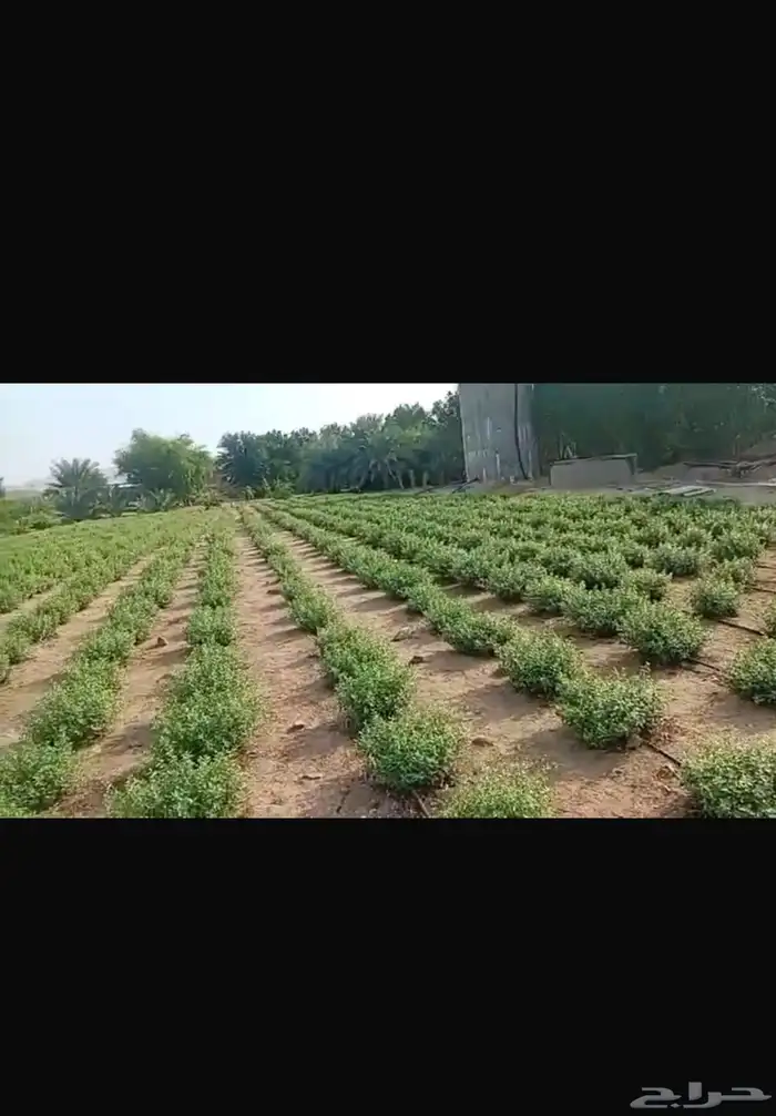 حناء ينبع النخل 4