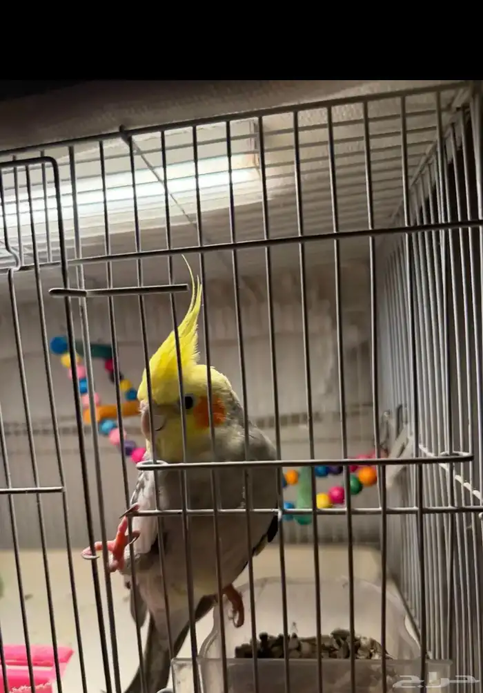 عرض لكم كروان متكلم اليف مع الاطفال شرط 4