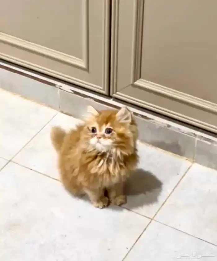 قطة بيرشن بيور للبيع 0