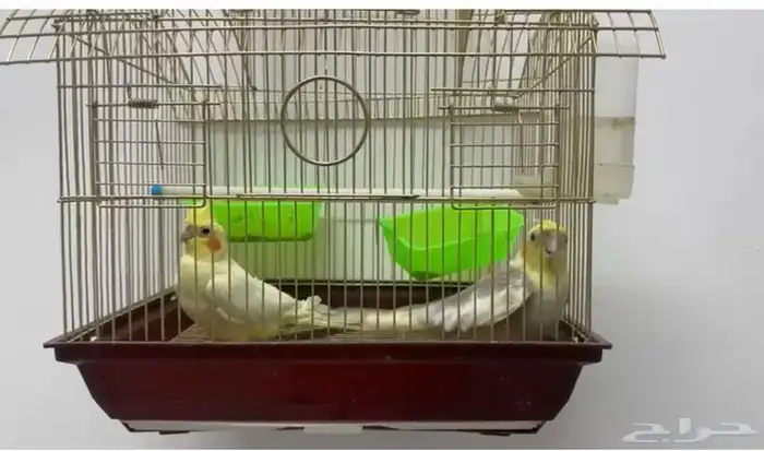 طيور الكروان 0