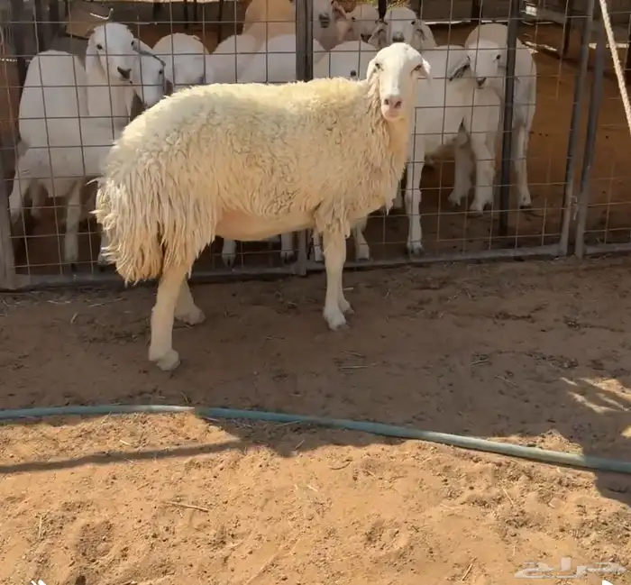 شاه رباع حايل 1