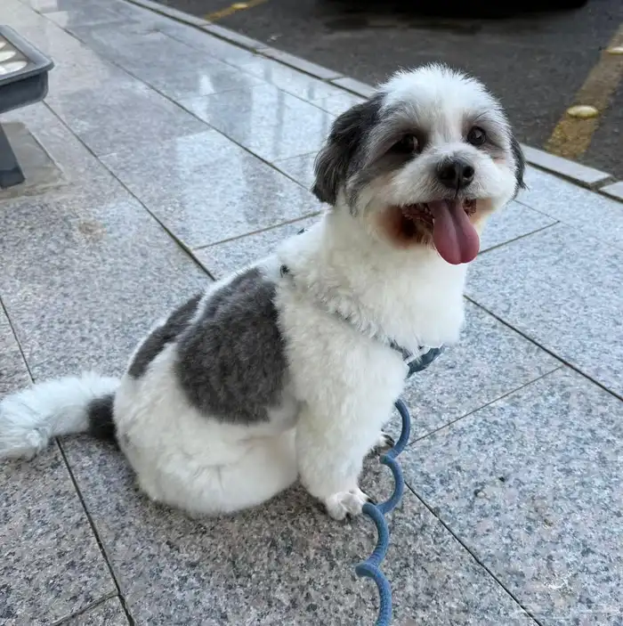 كلب للتبني مخافه الله فيه  للجادين 0