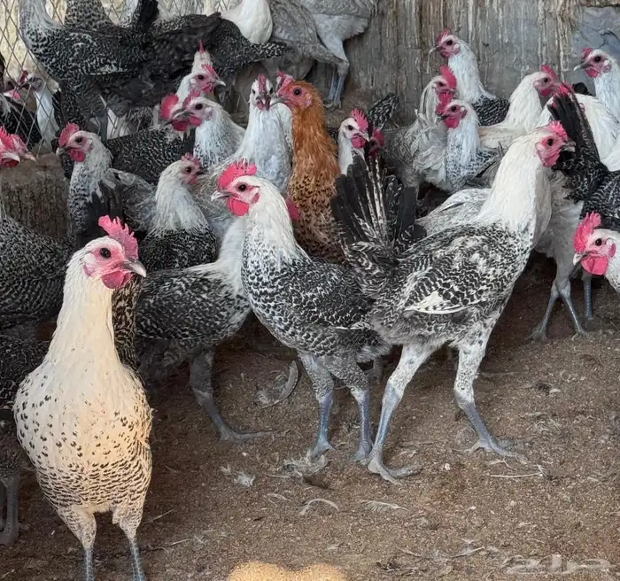 دجاج وديوك للبيع 6