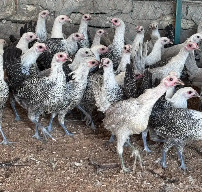 دجاج وديوك للبيع 1