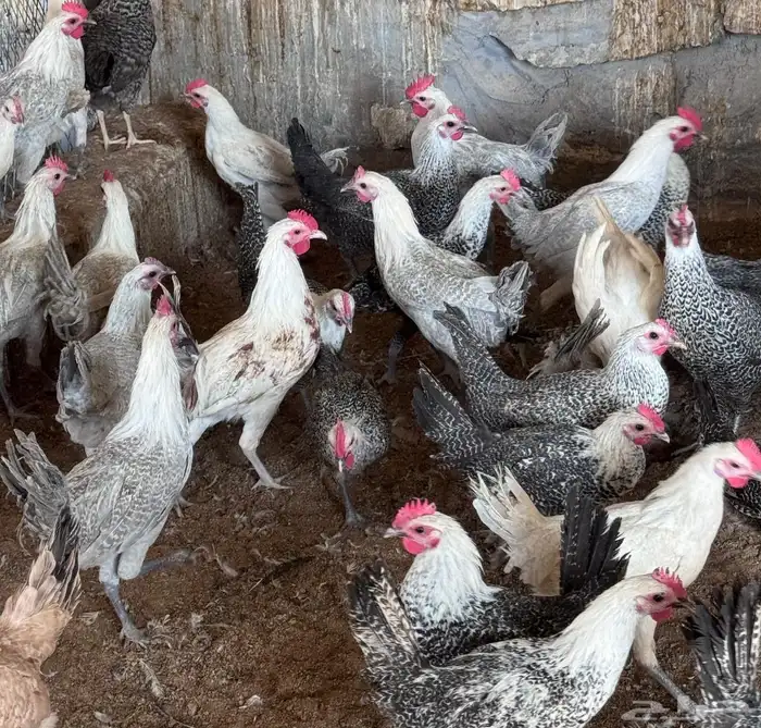 دجاج وديوك للبيع 2