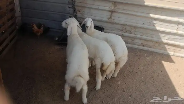 خرفان حريات العدد 9 4