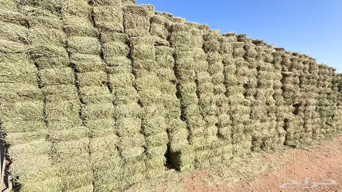 برسيم للبيع 1