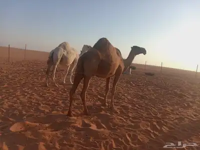 دوار حفر العتش index